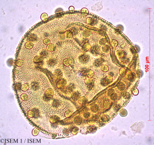 Bauhinia forficata - lame n° 27859